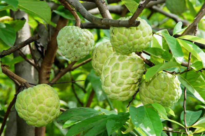 Na dai Đồng Bành, Lạng Sơn
